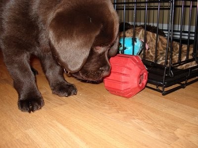 nash GiantPuppy.jpg